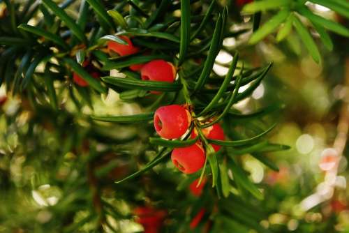 European Yew Yew Needle Branch Taxus Baccata