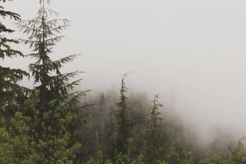 Evergreen Forest Mist Fog Nature Woods Peaceful