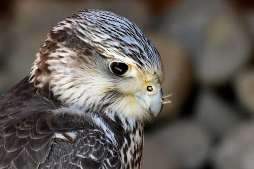 Falcon Wing Bird Of Prey Animal Falconry Bill