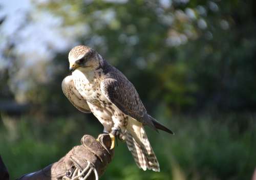 Falcon Raptor Bird Of Prey Animal Bird Nature