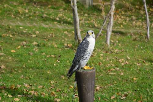 Falcon Bird Predator Hawk