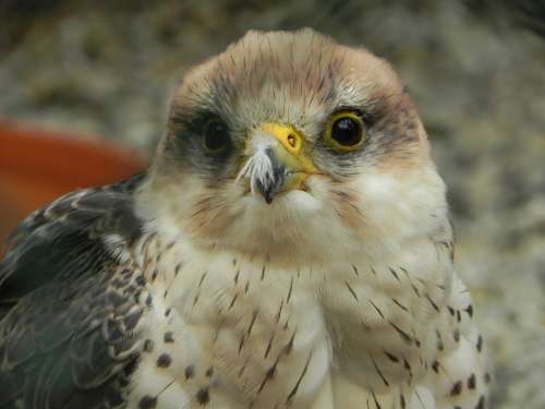 Falcon Bird Raptor Bird Of Prey Nature