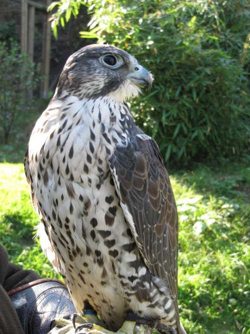 Falcon Raptor Bird Bird Of Prey Animal Nature