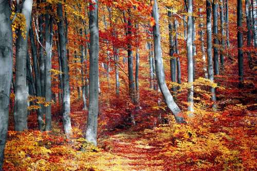 Fall Forest Colorful Season Woods Trees Nature