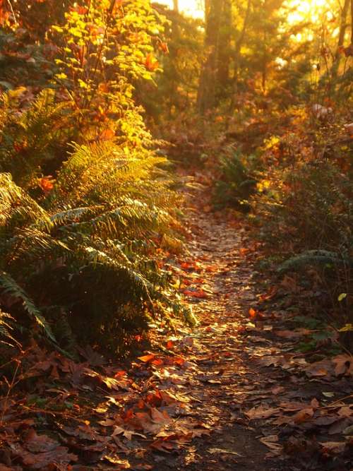 Fall Autumn Leaves Sunset Ferns Forest Path Trail