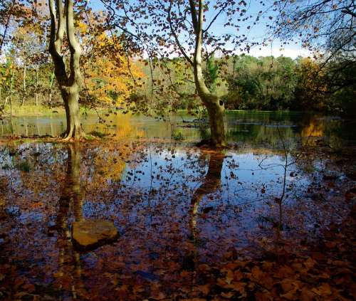 Fall Lake Leaves Reflections Flood