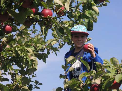 Fall Apple Boy Leaves Nature