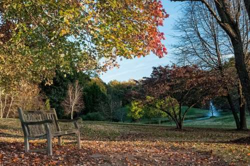 Fall Nature Park Season Colorful Landscape Tree