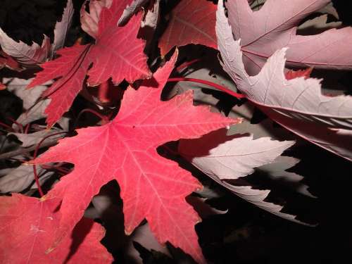 Fall Leaves Red Leaf Maple Leaf Autumn Season Red