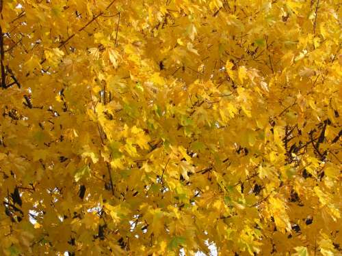 Fall Autumn Leaves October Foliage Gold Maple