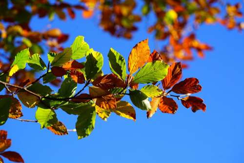 Fall Foliage Leaves Autumn Fall Leaves