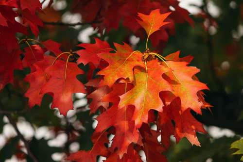 Fall Foliage Leaves Colorful Colored Autumn Forest