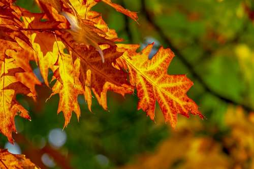 Fall Foliage Leaves Bright Color Fall Color