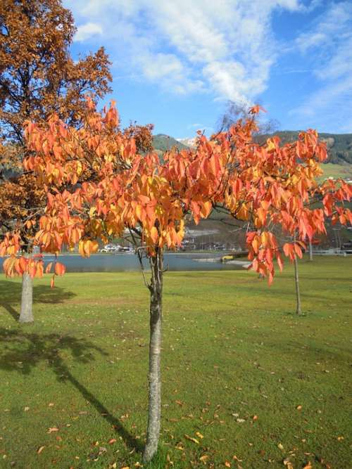 Fall Foliage Deciduous Tree Leaves Colorful
