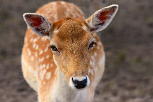 Fallow Deer Animal Mammal Ruminant Even Hoof