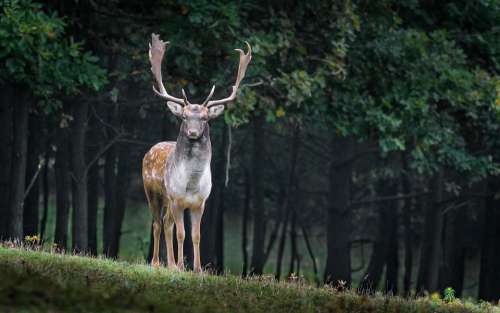 Fallow Deer Stag Deer Dama Dama Male Wild Animal