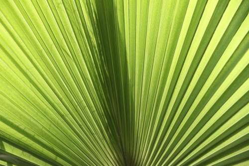 Fan Palm James Palm Fronds Close Up Light Green