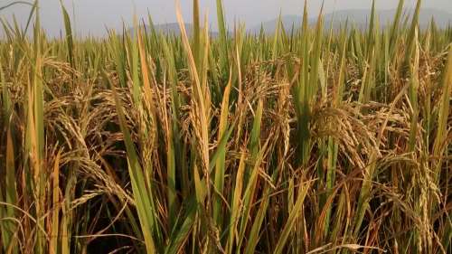 Farm Green Rice Nature Agriculture Natural Season