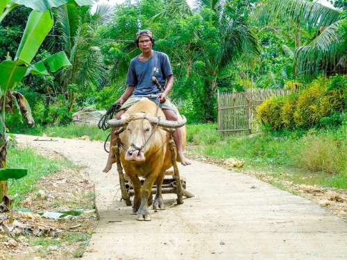 Farmer Ride Farm Agriculture Animal Outdoor Asia