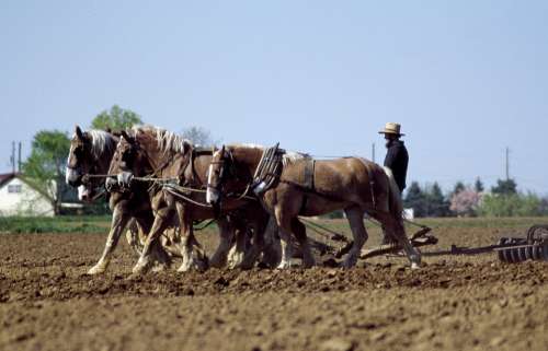Farmer Horses Agriculture Farming Farm Amish