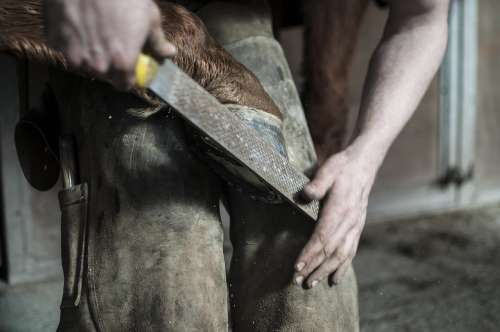 Farrier Horse Hooves Blacksmith Equine Hoof