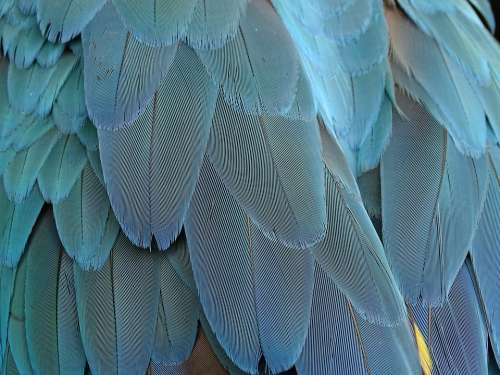 Feather Plumage Blue Parrot Bird Feathers Bird