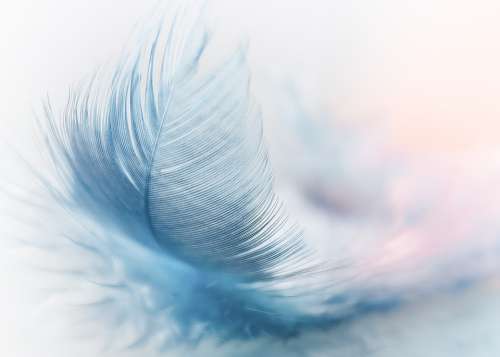 Feather Ease Slightly Blue Airy Close Up