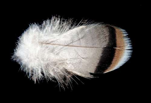 Feather Plumage Bird Nature