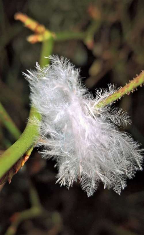 Feather Down Rosenzweig Thorns White Bird'S Feather