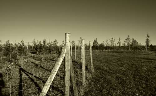 Fence Wood Grass Summer Sepia Meadow