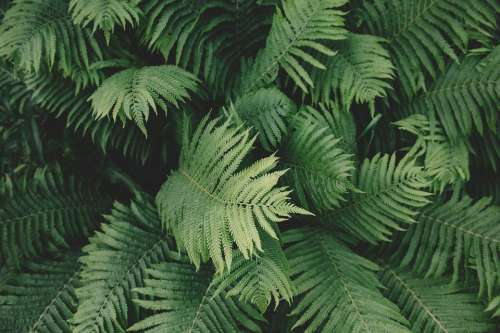 Fern Plant Green Outdoors Nature