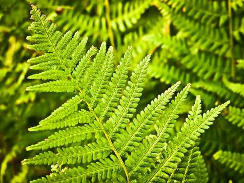 Fern Nature Green Plant Forest Leaves Flora