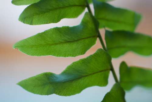 Fern Green Leaf Foliage Frond