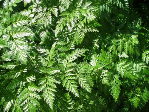 Fern Green Leaves Nature Foliage Plant Natural