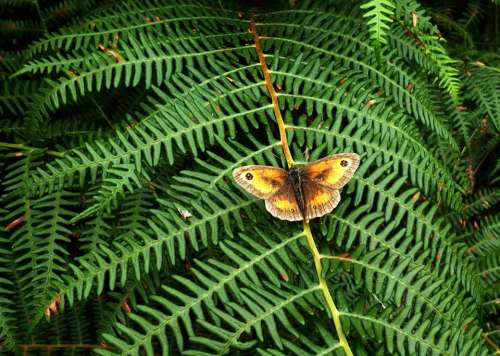 Fern Butterfly Nature Green Natural Plant Foliage