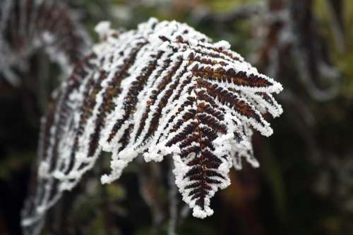 Fern Winter Frozen Icing Whites Frost Cold