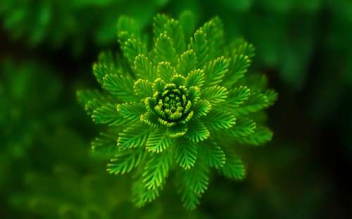 Fern Leaves Green Nature Purity Fresh Symmetry