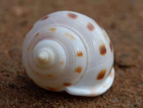 Fibonacci Spiral Seashell Spiritual Science Ratio