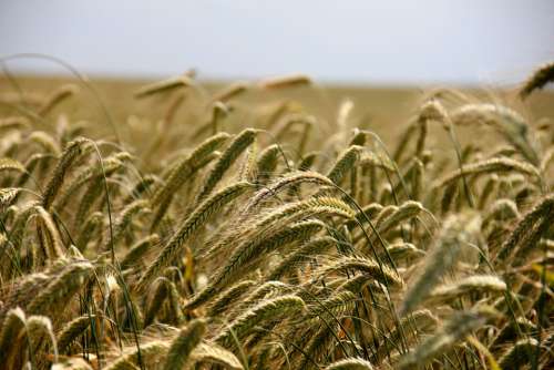 Field Cereals Rye Agriculture Rye Field Arable