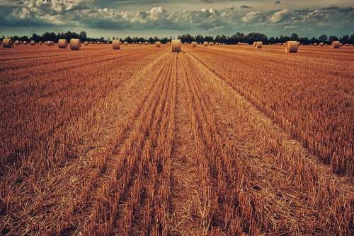 Field Harvest Wheat Straw Straw Bales Autumn