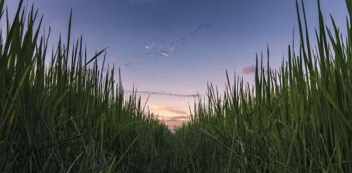 Field Rice Paddy Sky Flock Birds Dusk Nature