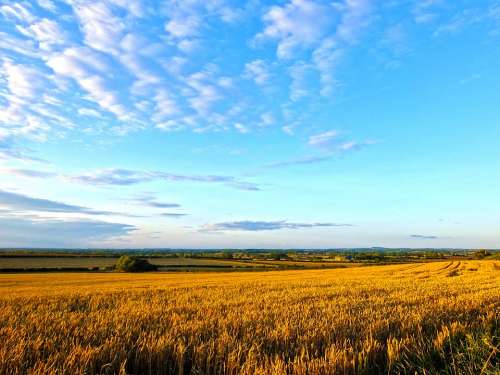 Field Wheat Summer Corn Harvest Sunny Golden