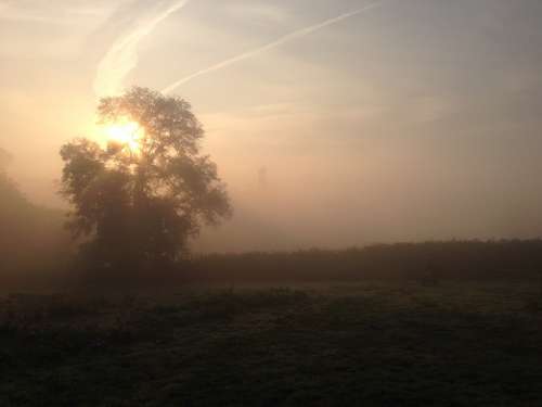 Field Dawn Tree Mist Fog Sunrise Sky Morning