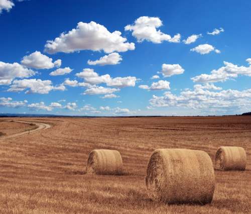 Field Agriculture Harvest Village Corn Hay Rye