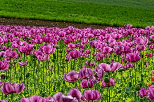 Field Of Poppies Opium Poppy Flowers Purple