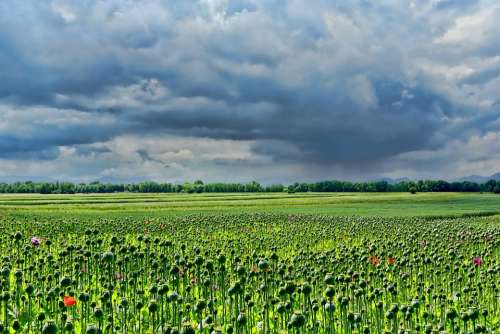 Field Of Poppies Thriving Mohnfeld Sky Clouds