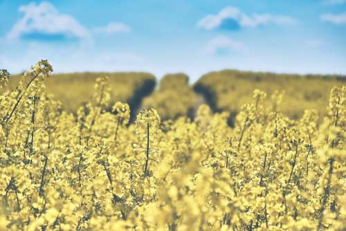 Field Of Rapeseeds Oilseed Rape Landscape Yellow