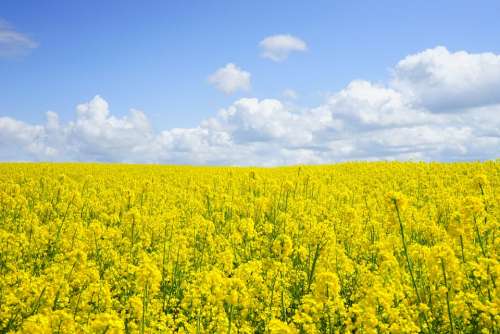 Field Of Rapeseeds Oilseed Rape Blütenmeer Yellow