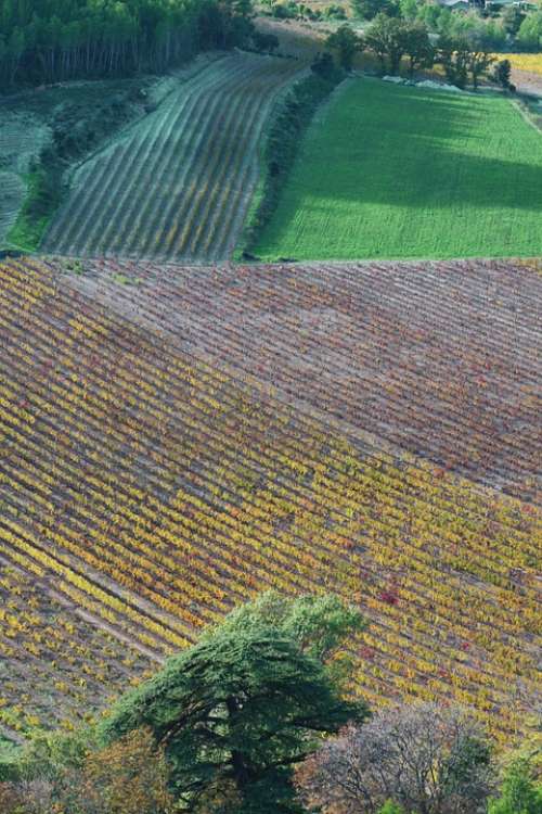 Fields Provence South Of France Landscape Vines