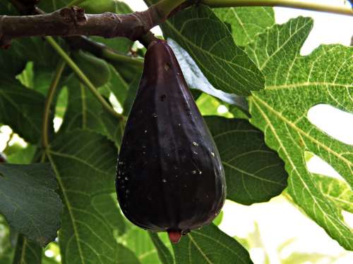 Fig Fruit Mature Shrub Fig Tree Green Leaves